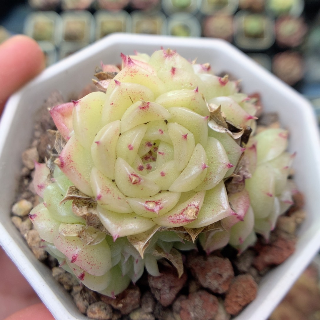 S137 ，20包邮两天凑单偏远不发货