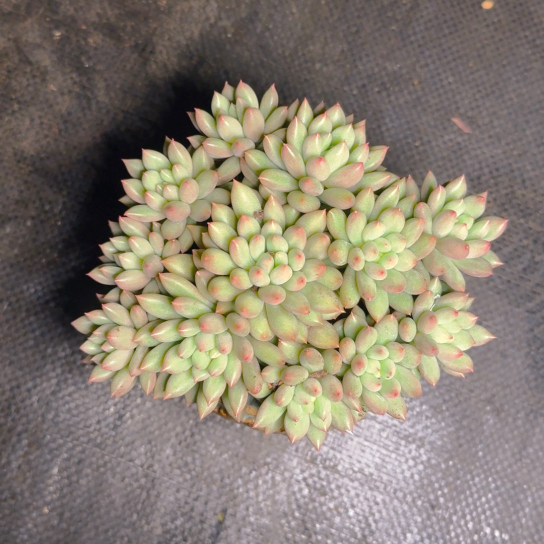 言子多肉11111111111