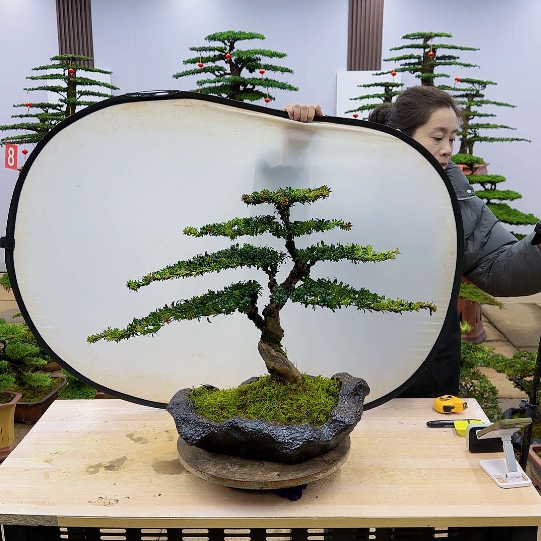 盆景直播间一物一拍