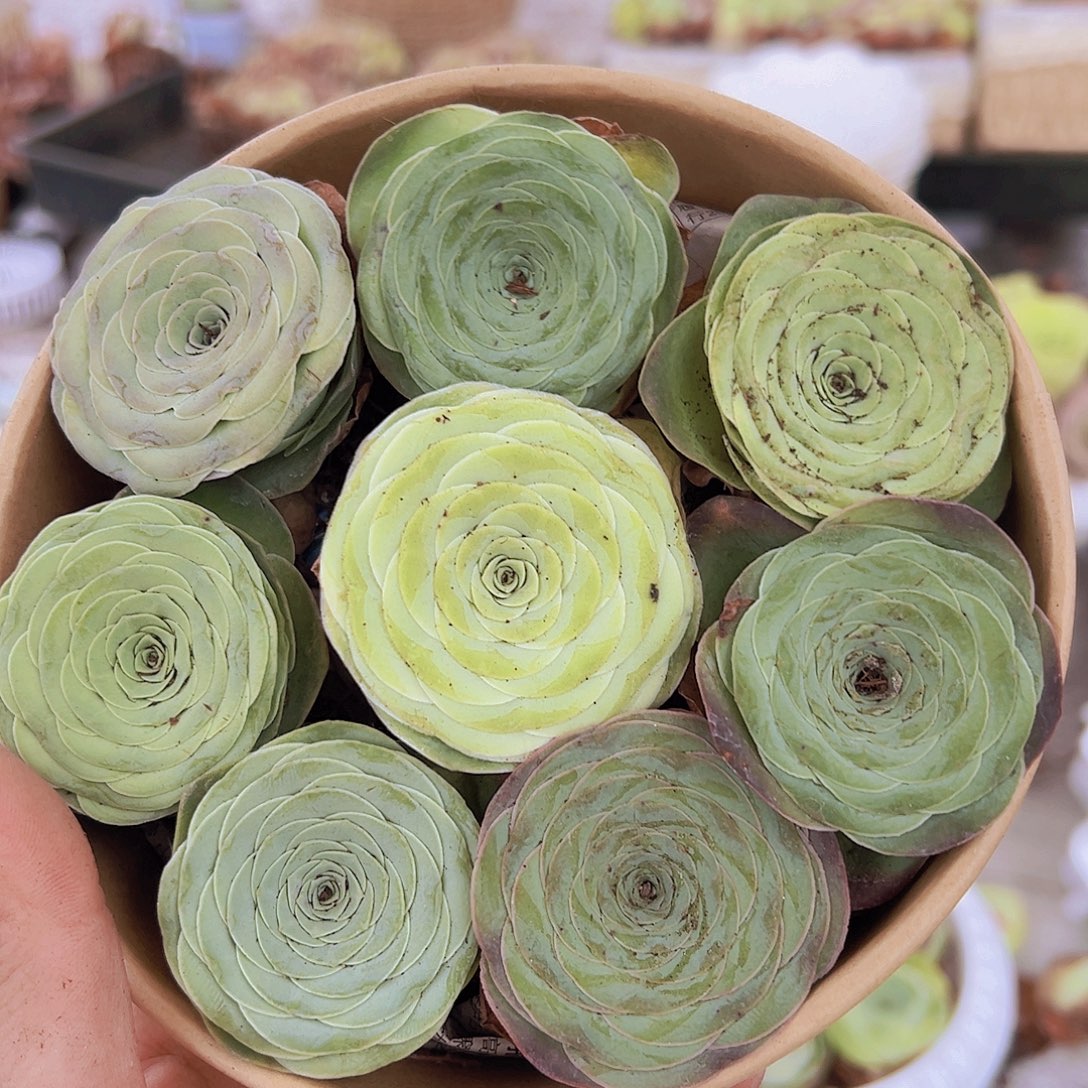 大平底锅7颗送同款一颗带盆带土