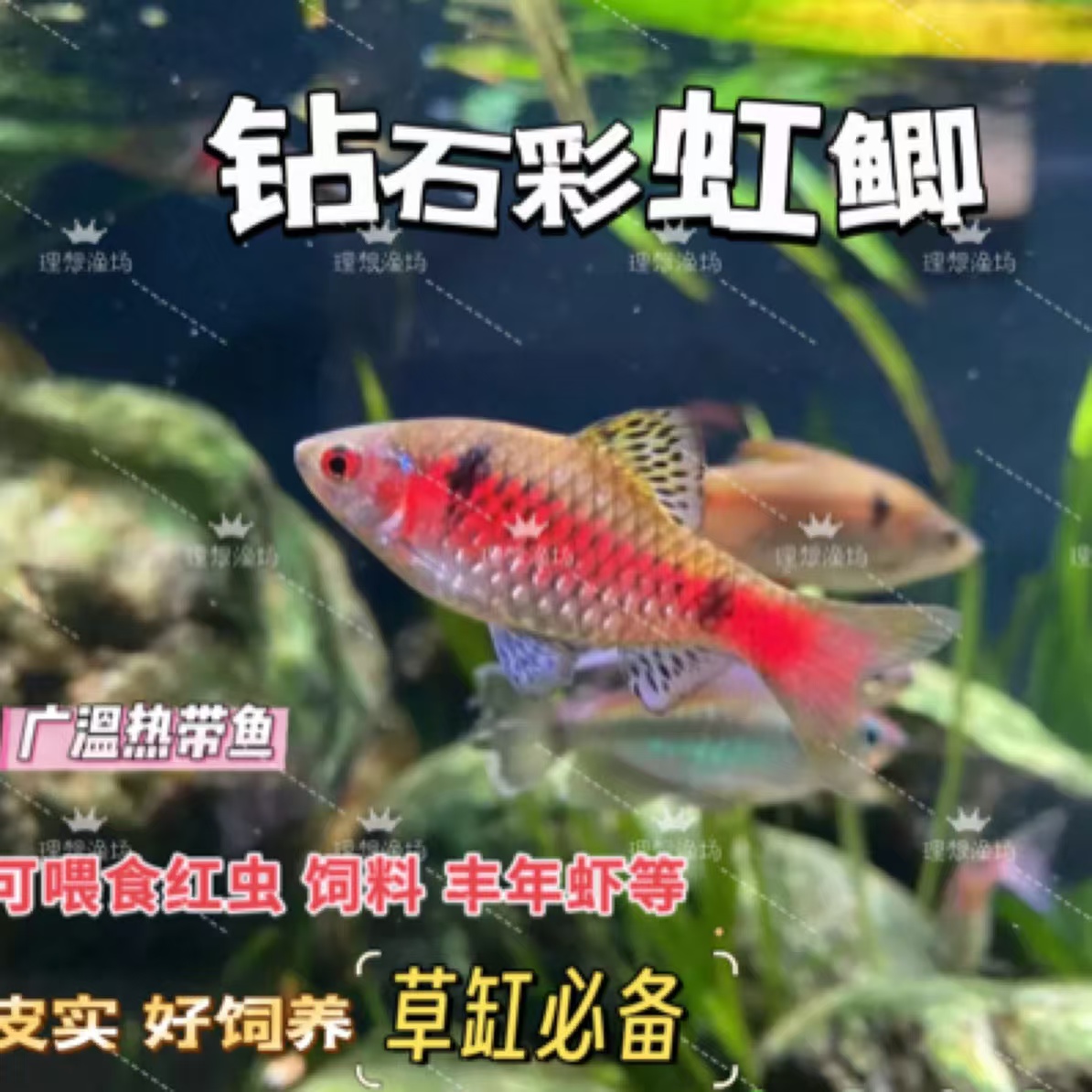 彩虹鲫冷水原生观赏鱼免加温群游好养新手活体淡水鱼