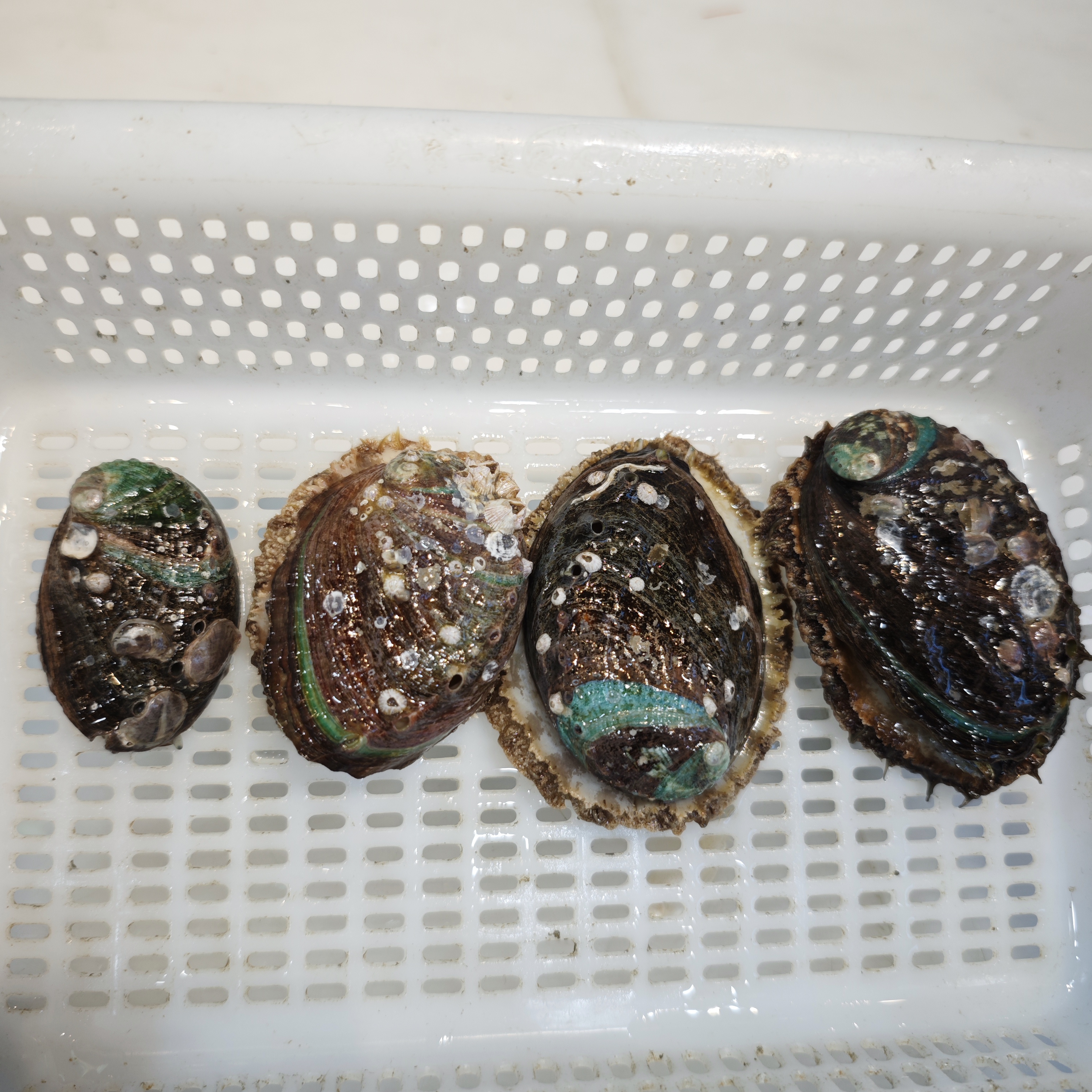 鲜活鲍鱼 新鲜鲍鱼