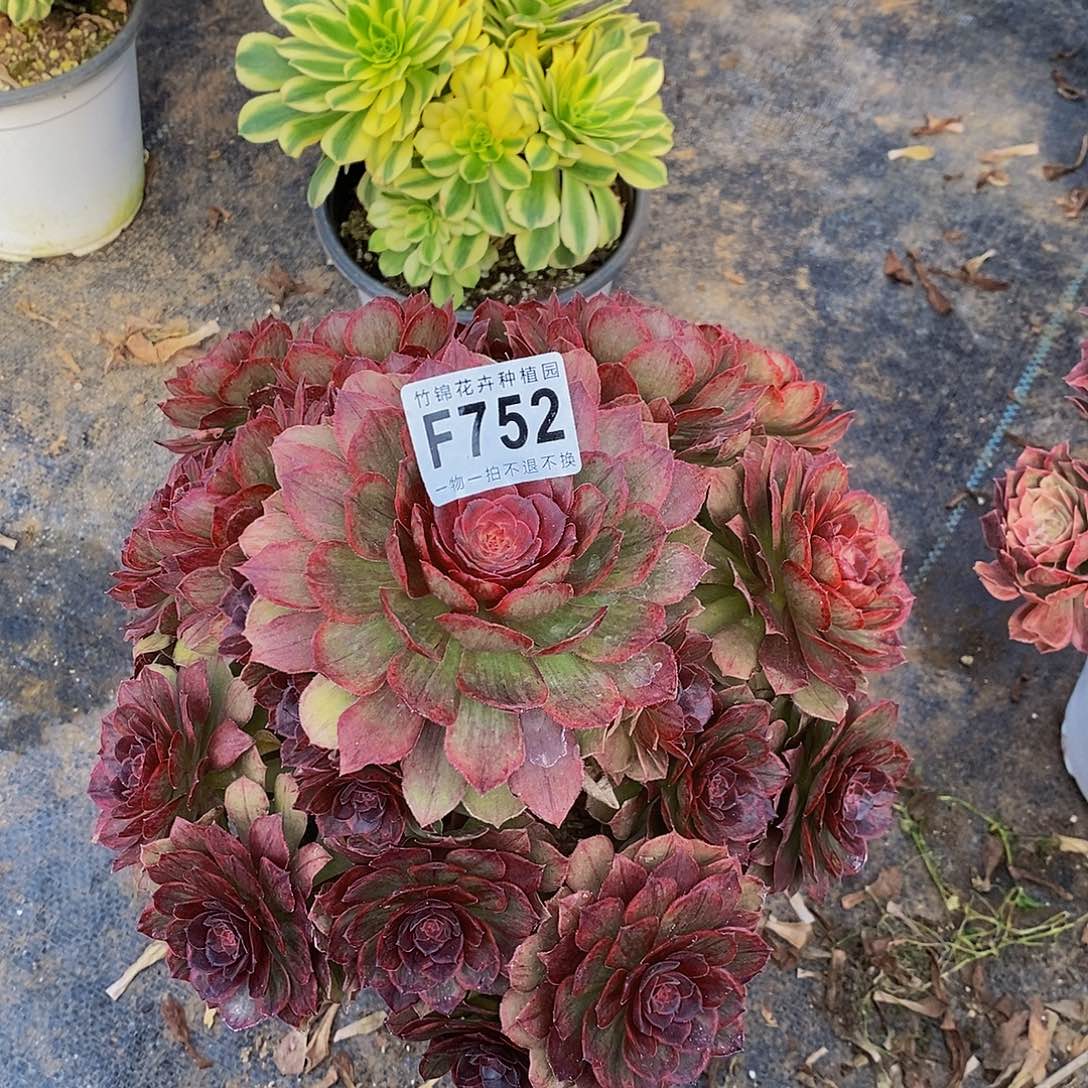 752红丝绒一棵主头