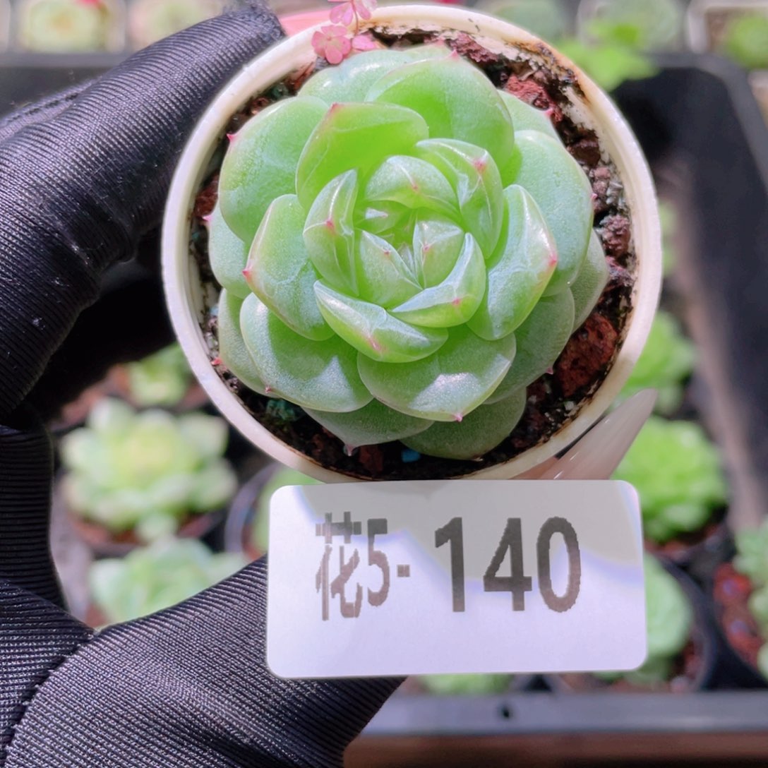 花利美5-140新品单头