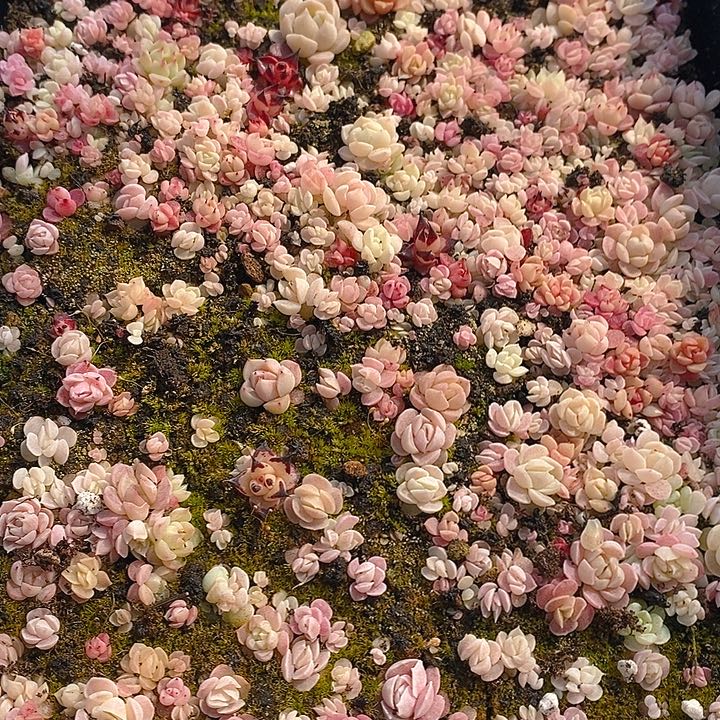 29 多肉植物盆栽花卉植物