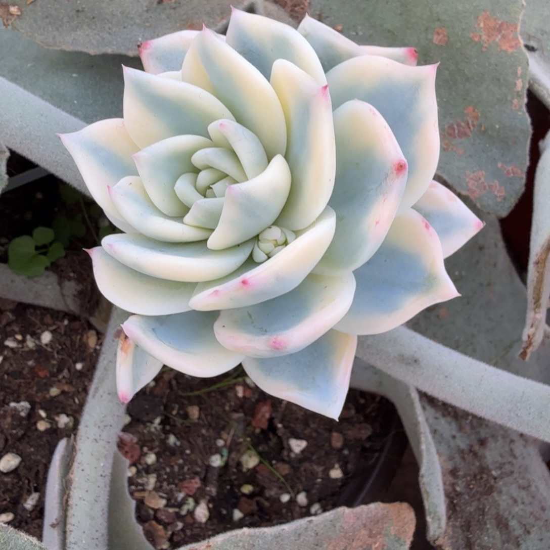 盖亚锦，多肉锦多肉