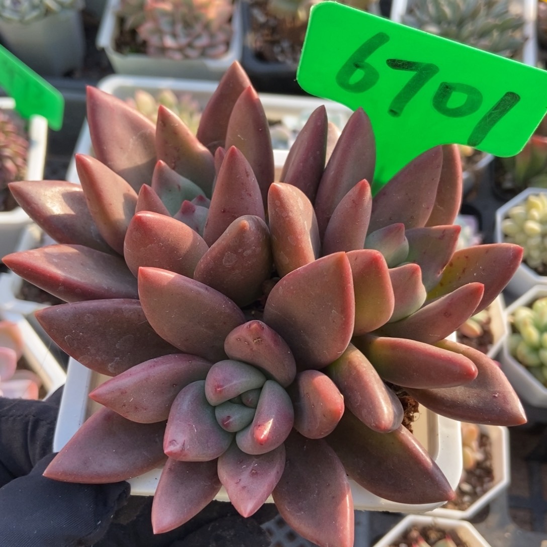 6701桃花源多肉植物