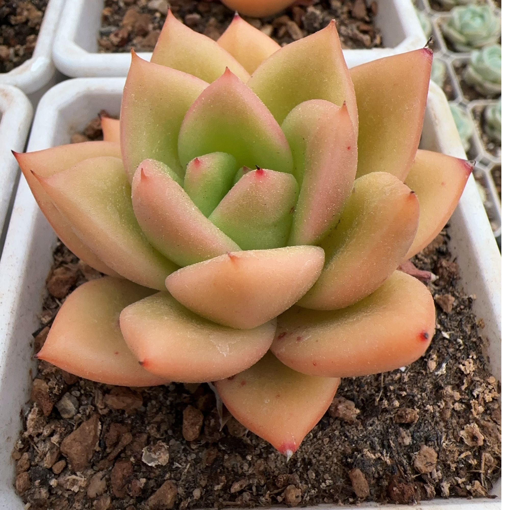 90#单头小灵狗的星星（4cm）脱土金先生精品多肉