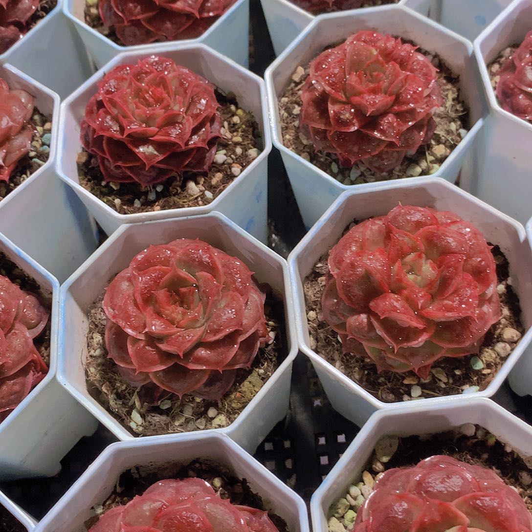 虾饺榴34567788999900