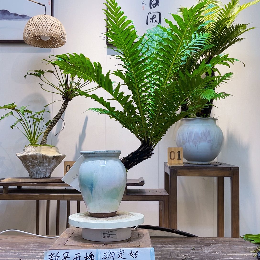 玉***风无花朵斜飘128桌面这盘