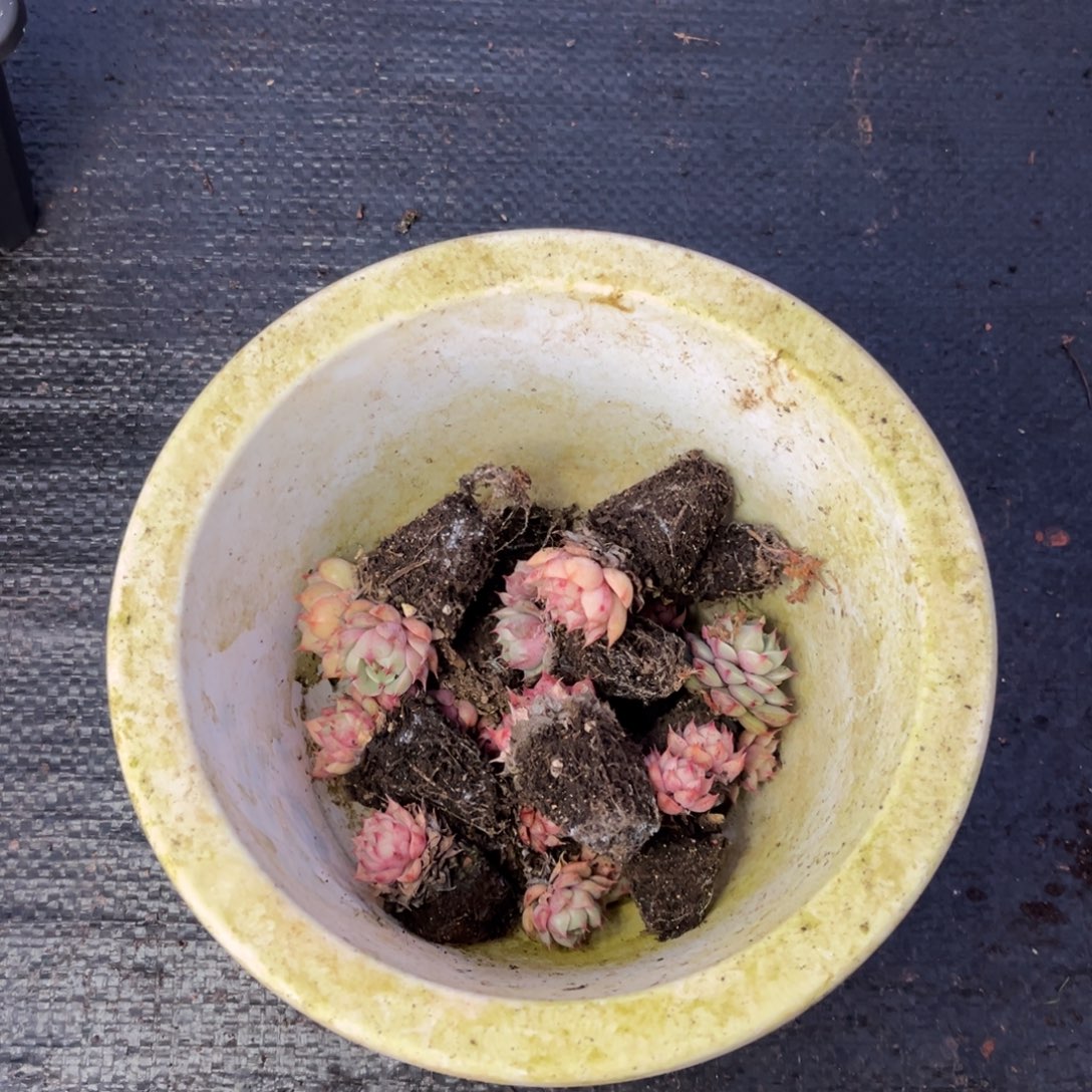 小雨多肉年岁笨吧