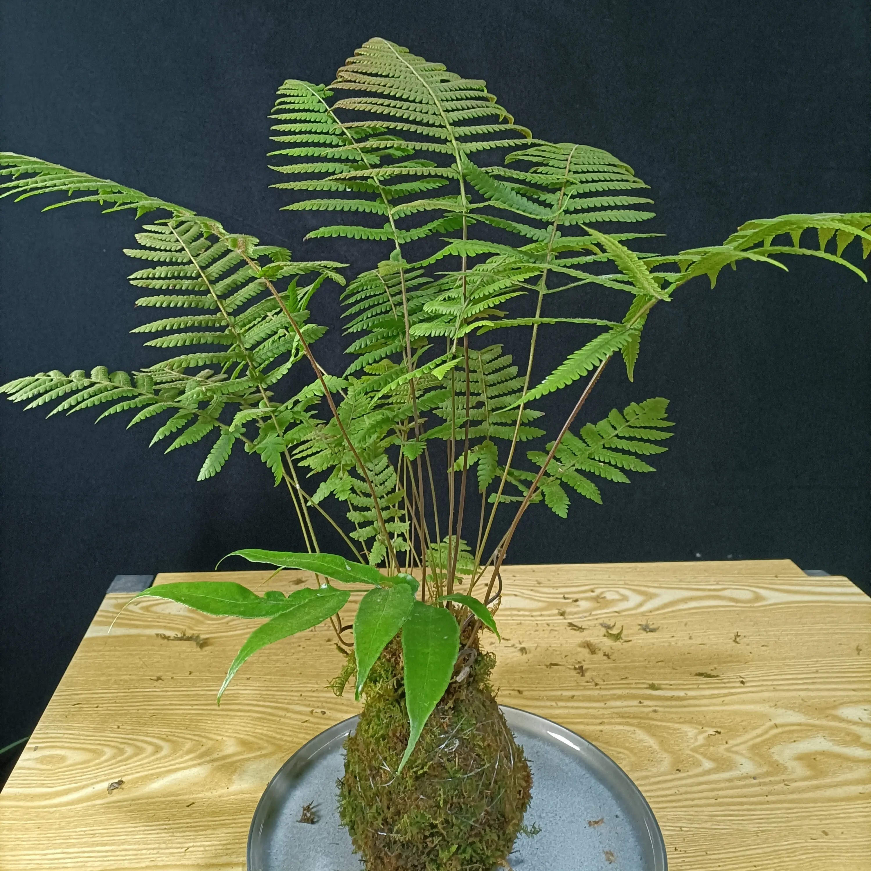 室内水培金丝虹鳞蕨苔藓球网红新中式禅意绿植