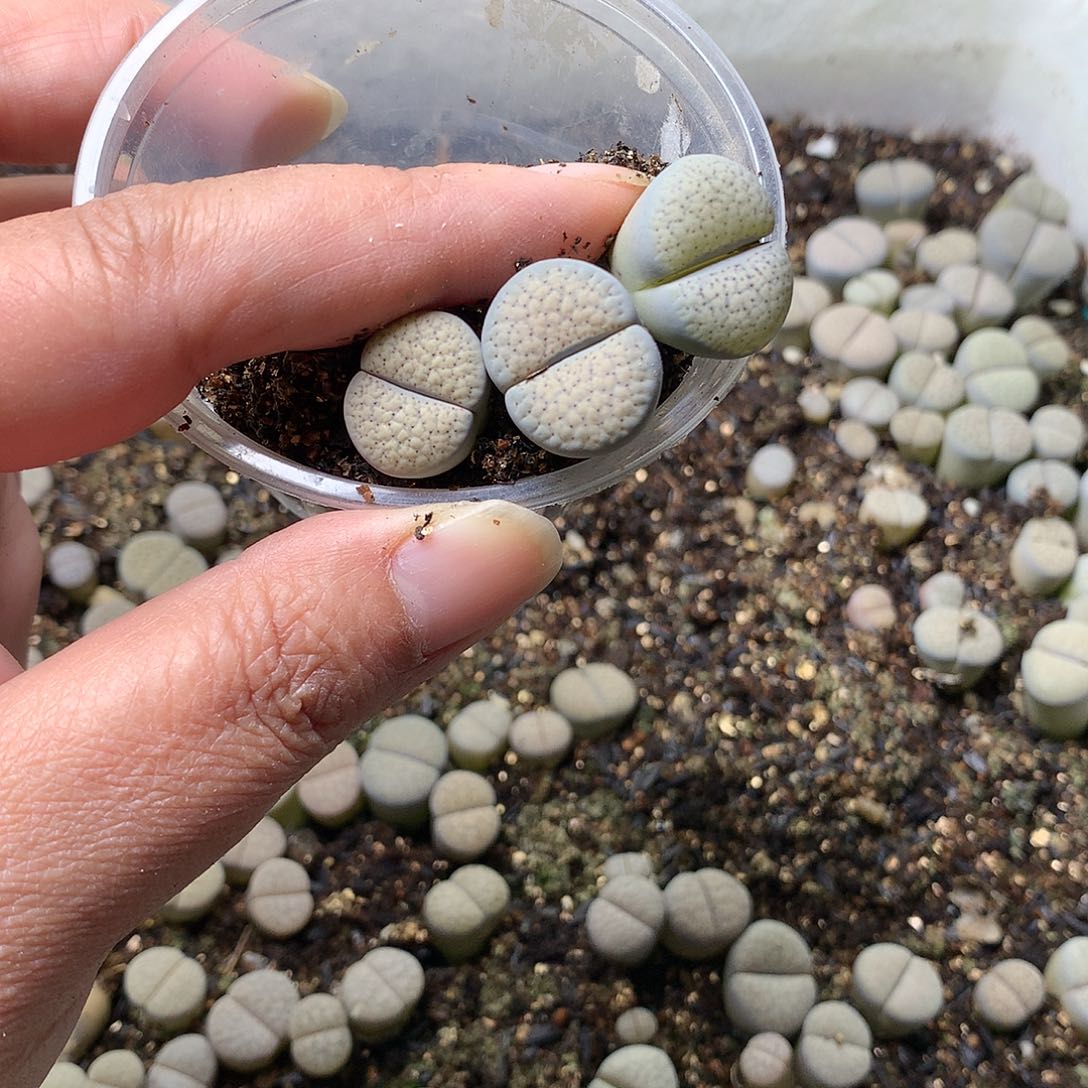 豆*.E424多肉植物保护