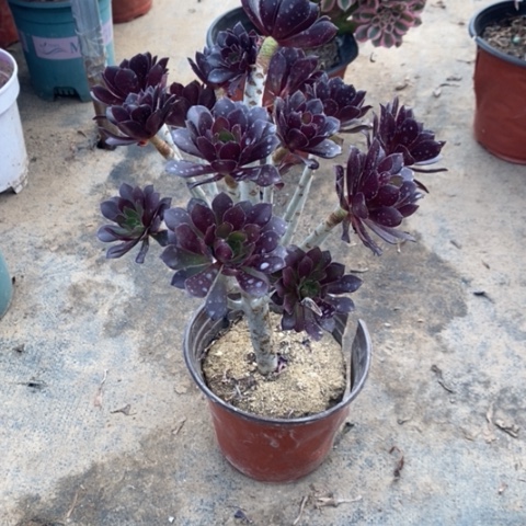 黑豆33多肉植物法师