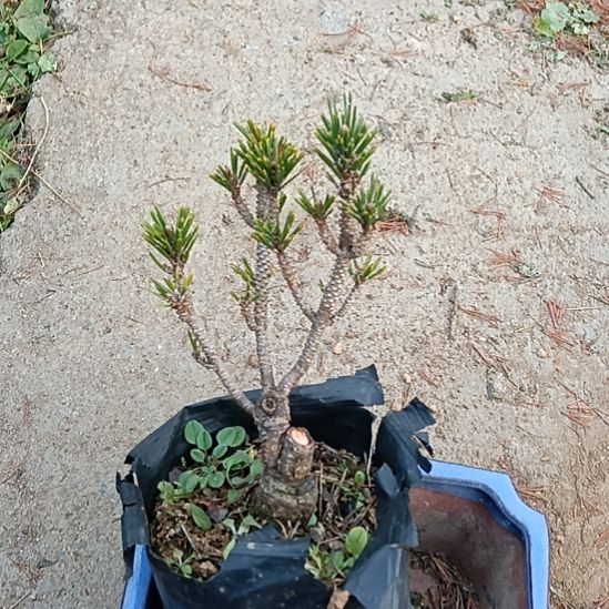 矮霸老桩盆景实物