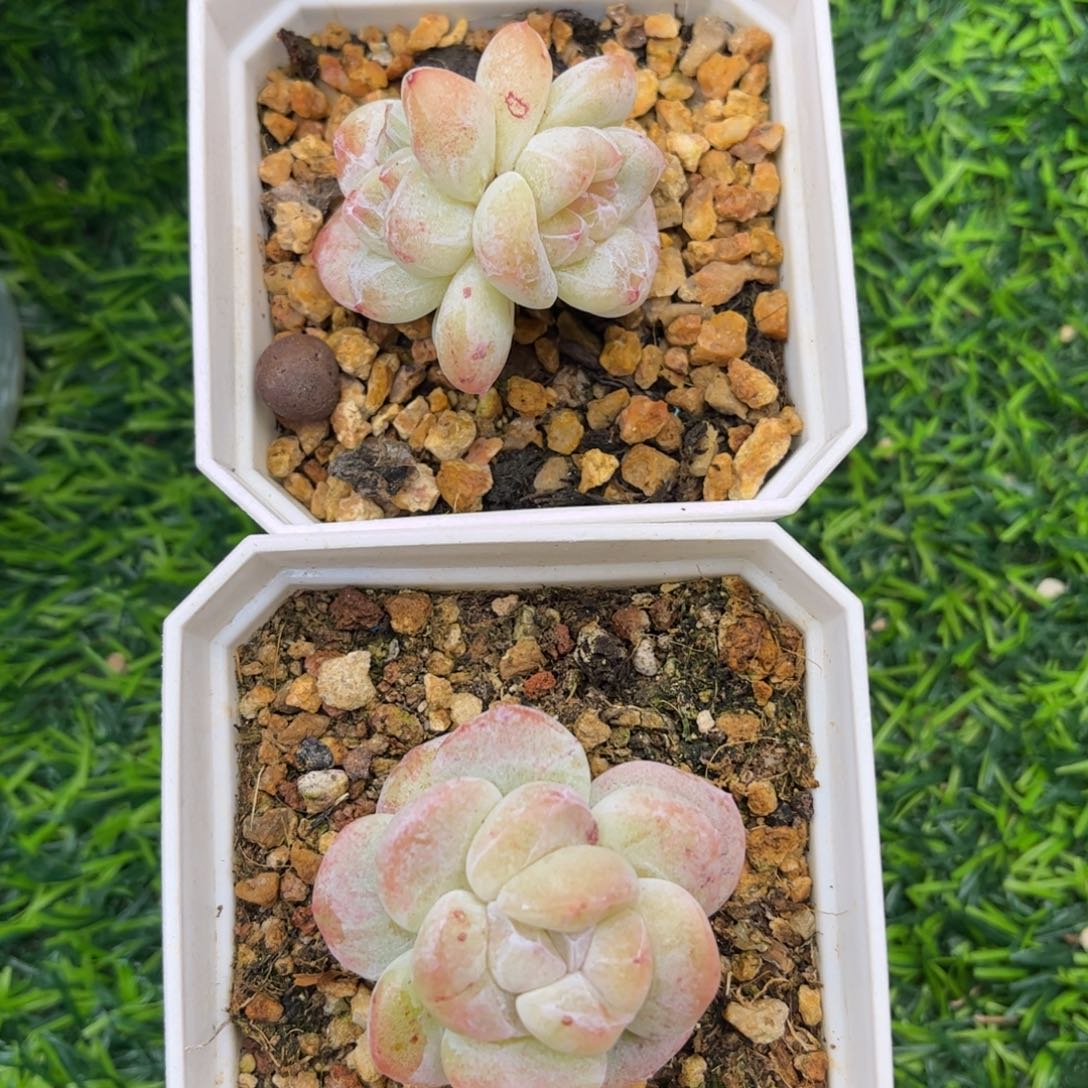 冰玉石化两颗一物一拍