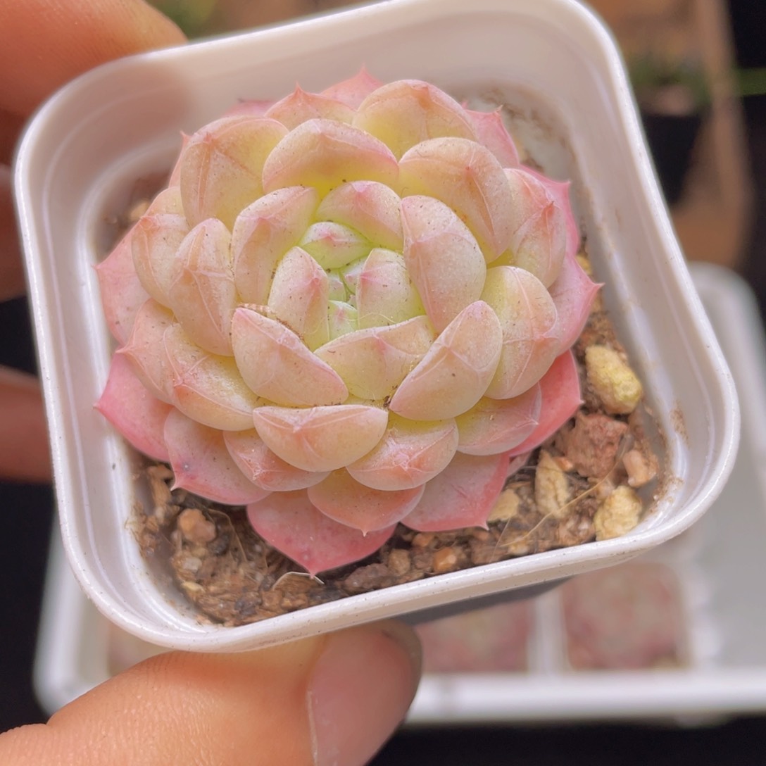 七仙女多肉9.9包邮发货