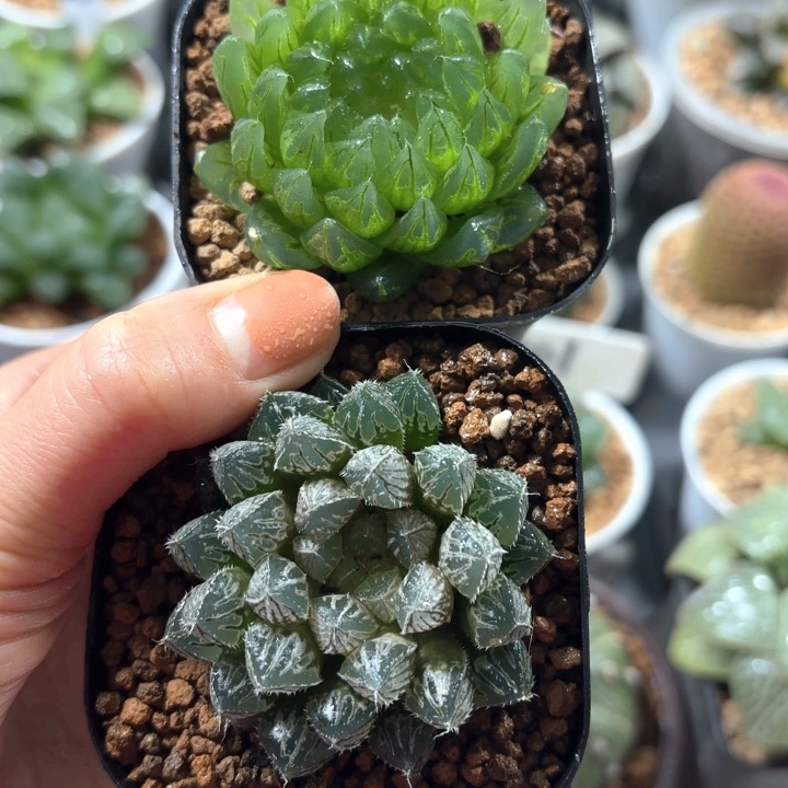 樱变女神+楼兰玉露