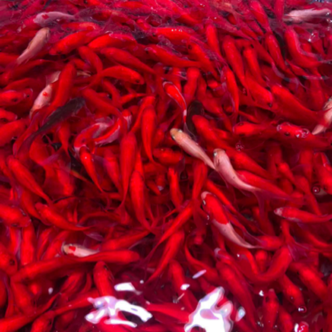 【加量版本】草金鱼5-7厘米45条 好养新手鱼 颜色随机混搭发货 包邮