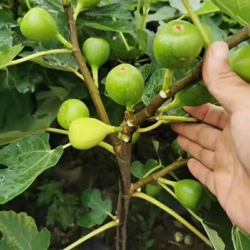 蜜企味大果无花果树苗