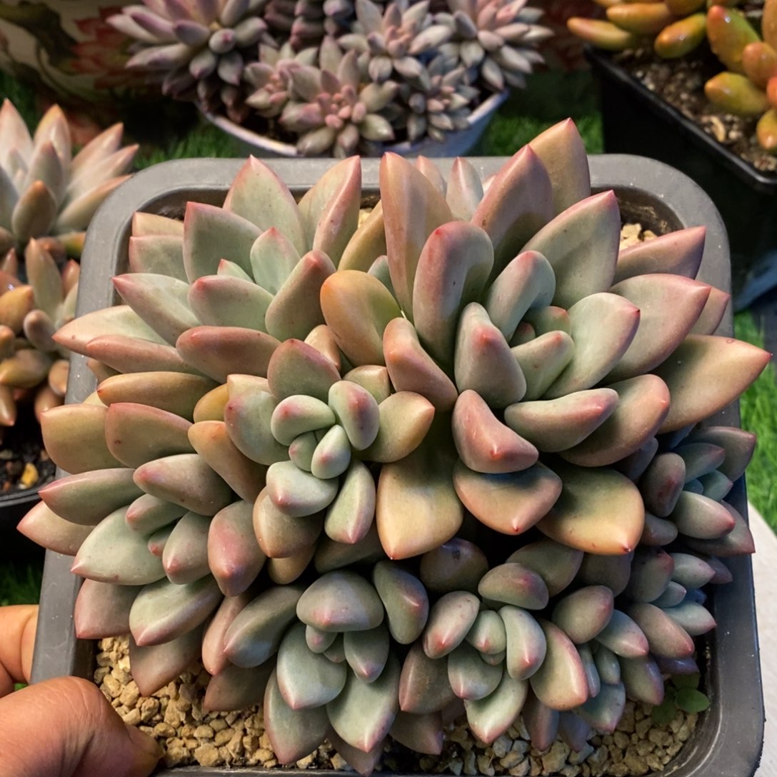 赫本胖体多肉植物