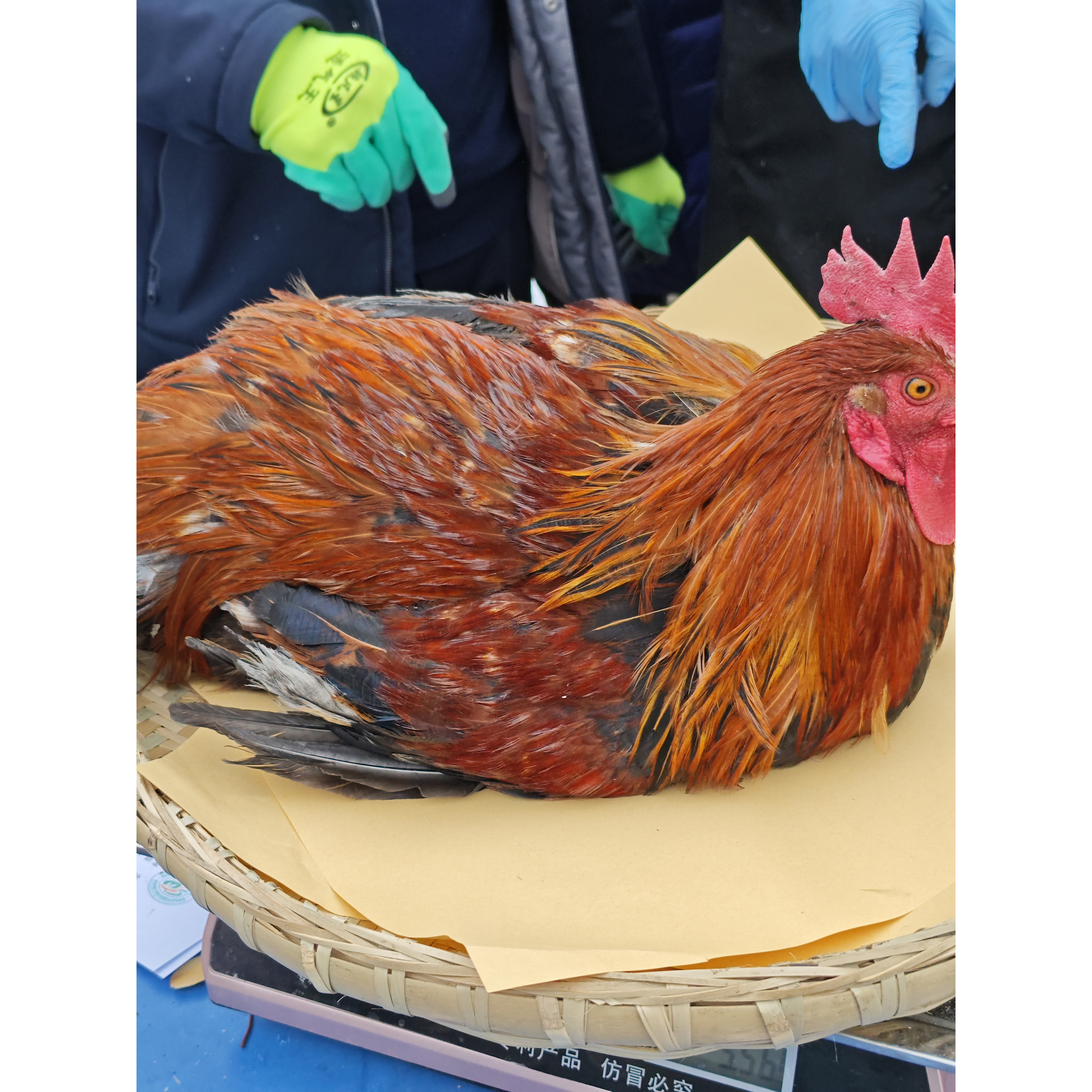 【陕南特产】农家土公鸡（1）