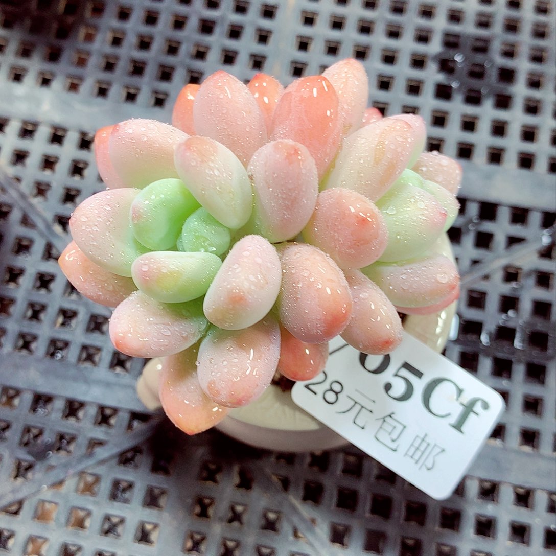 5厘米盆精控多肉705