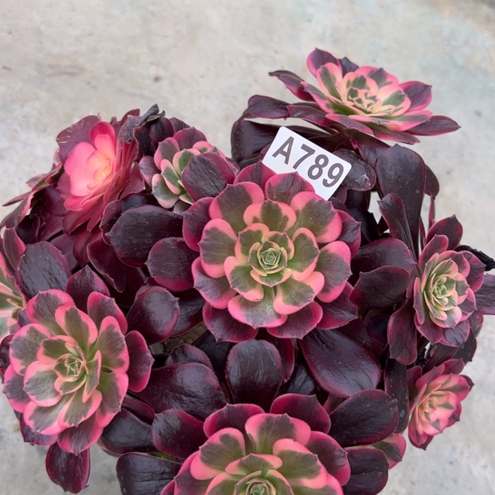 789凤冠22厘米左右有断枝