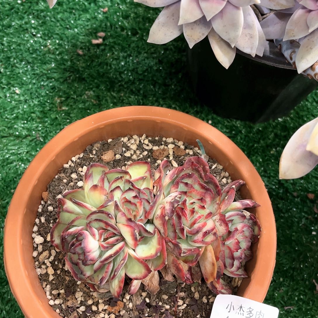 肉酱石化群10052