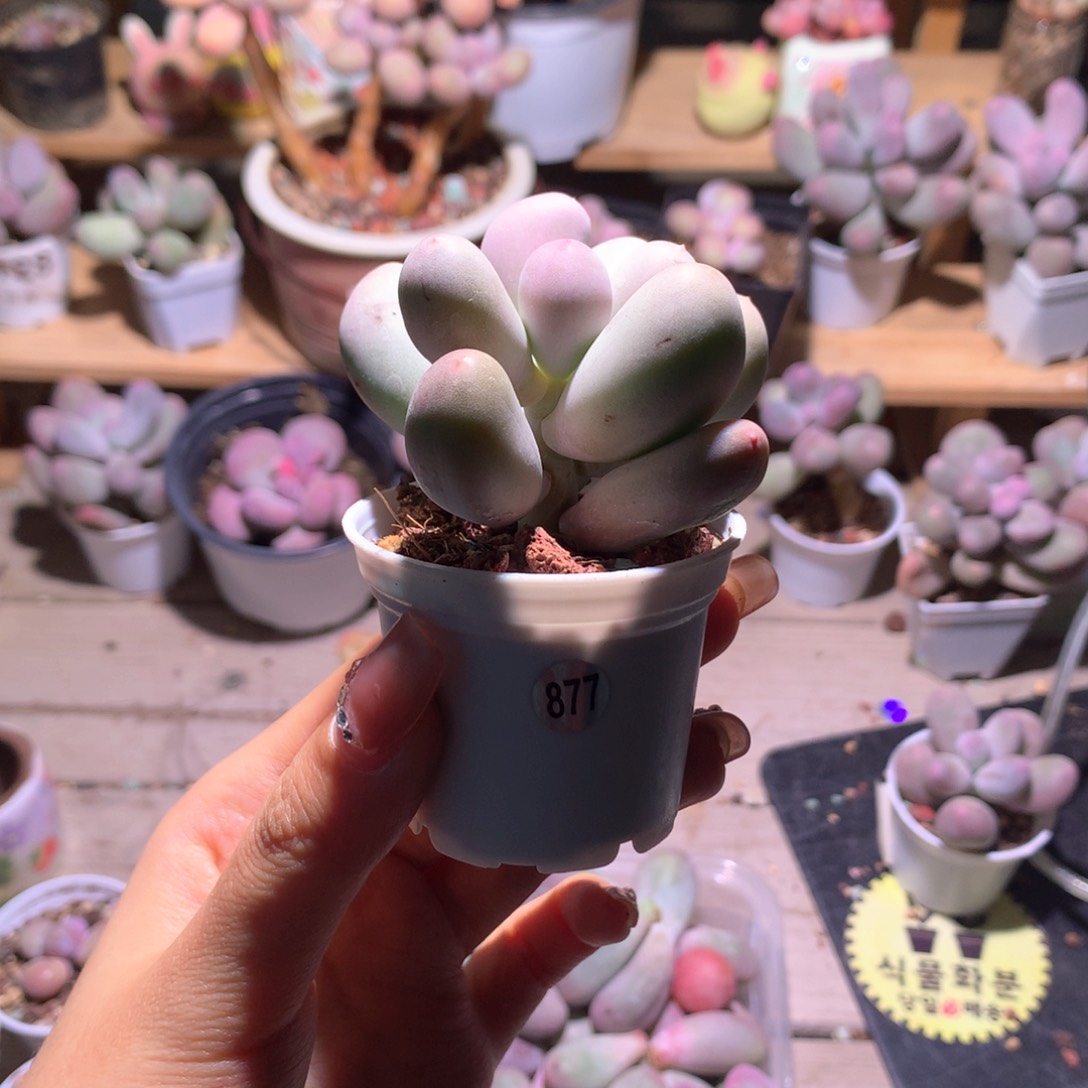 韩国米可米可米可多肉