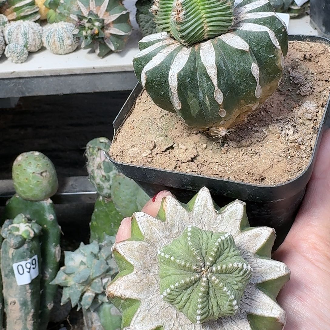 E***l无花朵两颗花笼仙人球