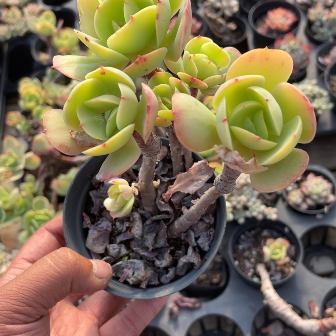 0211  鸡蛋碧桃  六月六