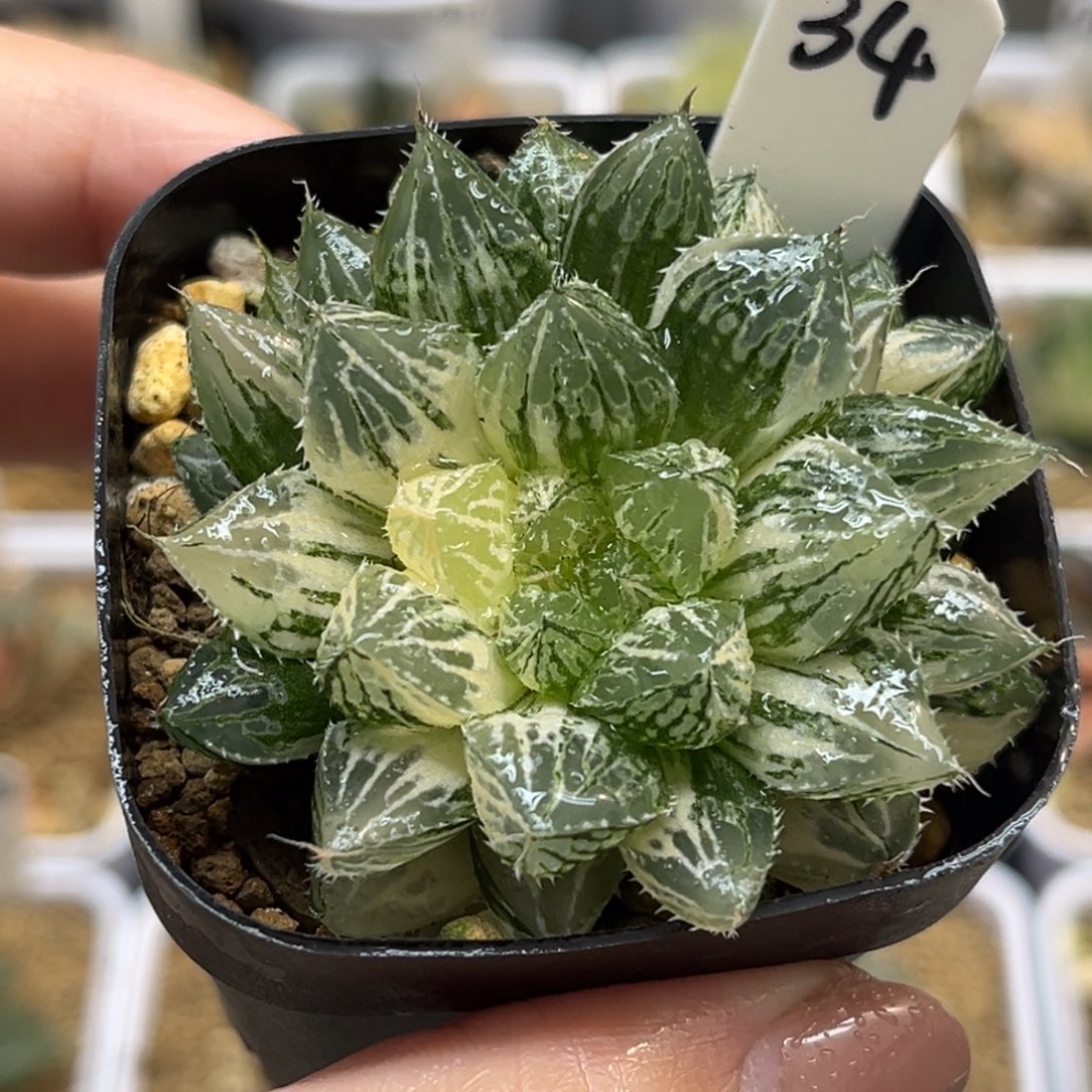 34楼兰玉露锦带仔福利专场