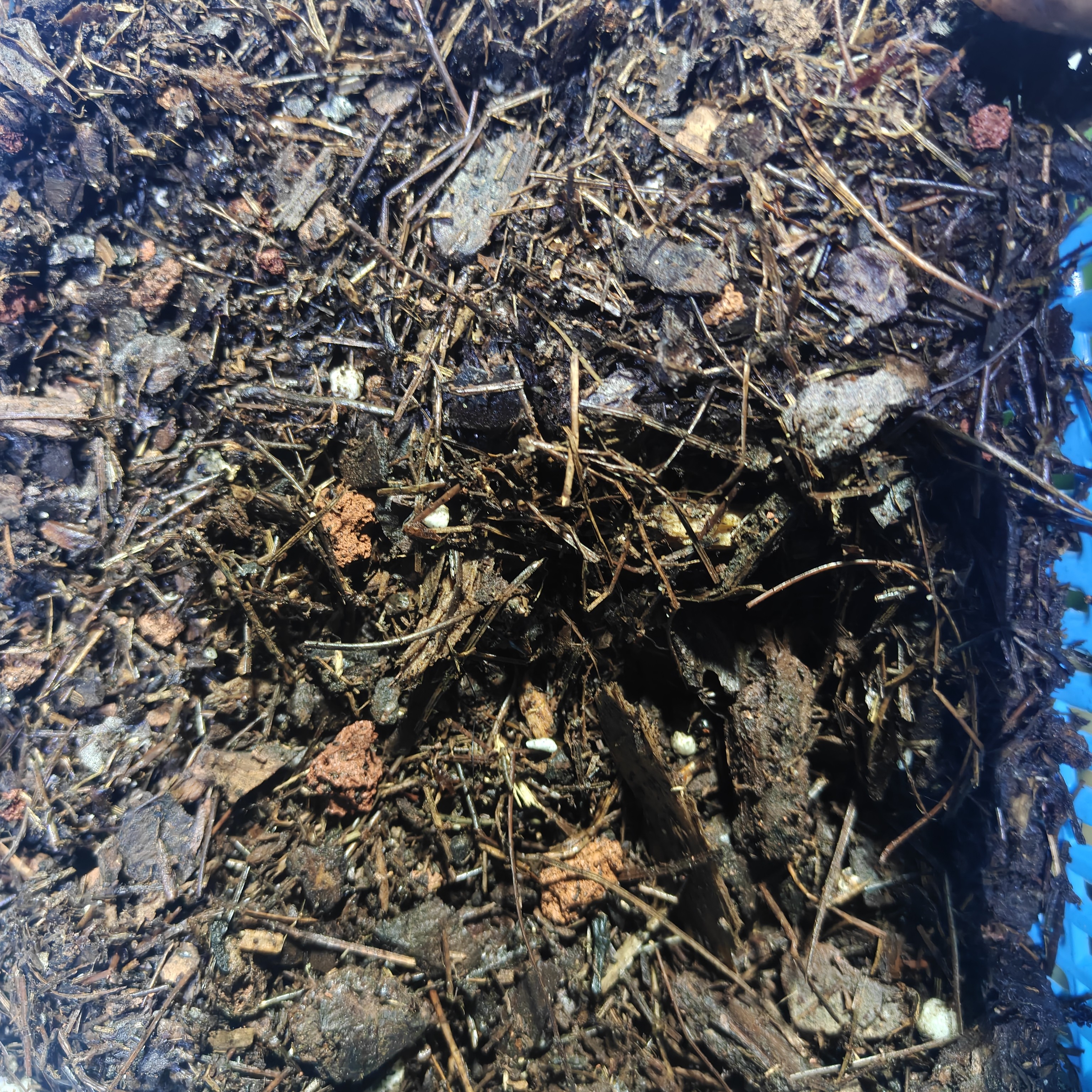 发酵高温后的兰花植料（树皮树叶等）