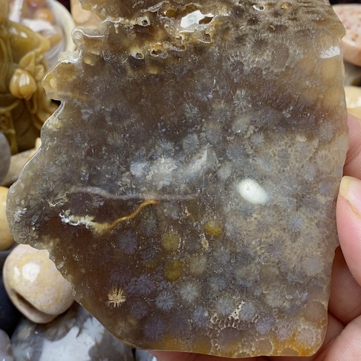 颈饰未镶嵌硅化珊瑚（珊瑚玉）