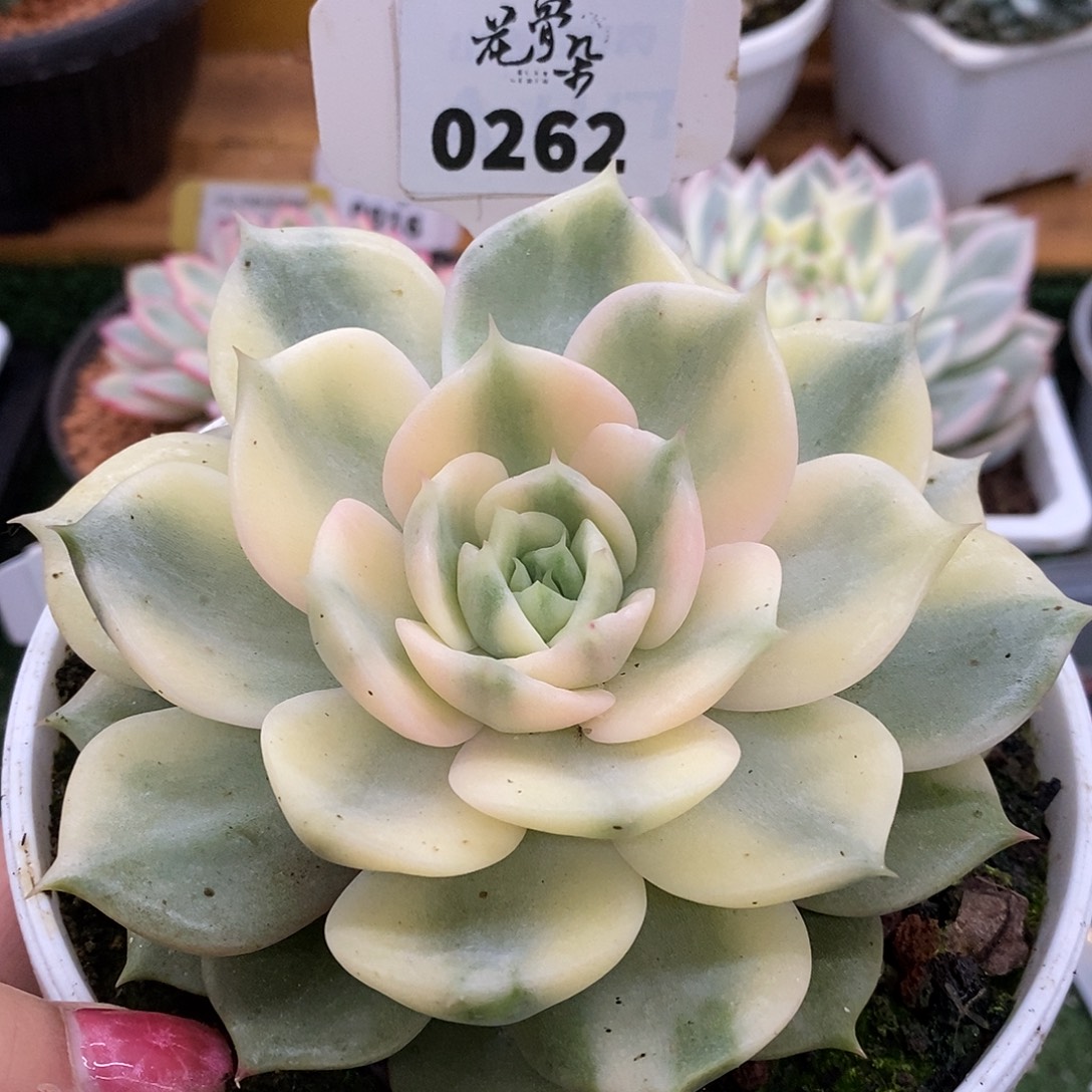 262贝加尔湖哈哈哈哈