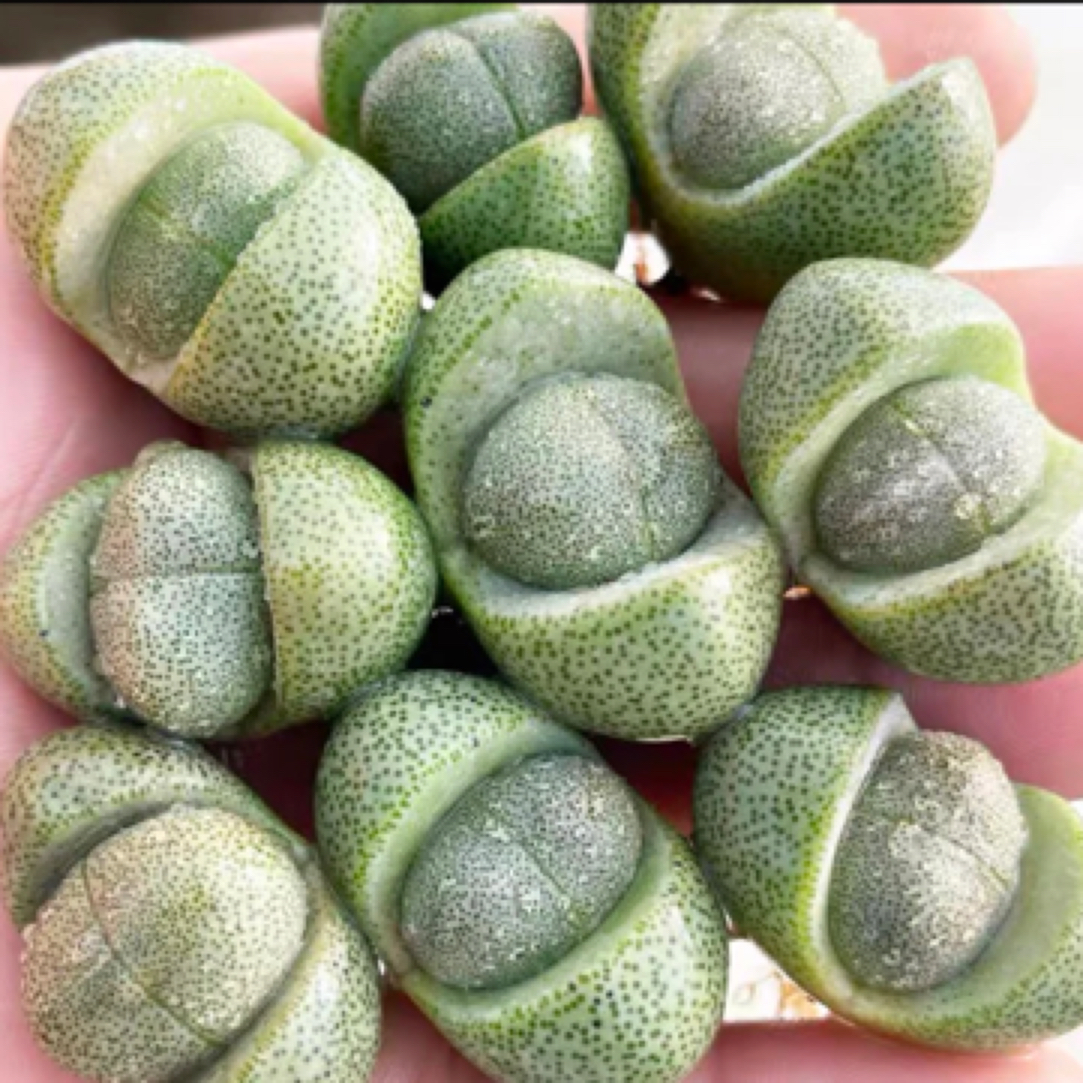 元宝多肉 绿色大金锭子带土球一颗3厘米以上