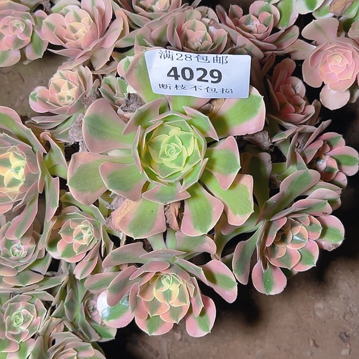 4029粉女巫多肉植物