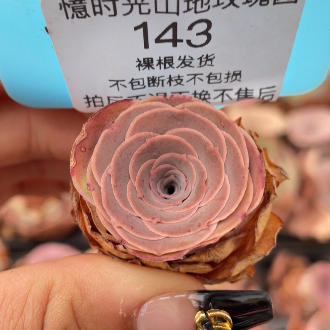 山地玫瑰143裸根发货不售后