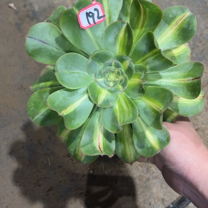 一物一拍暴君192