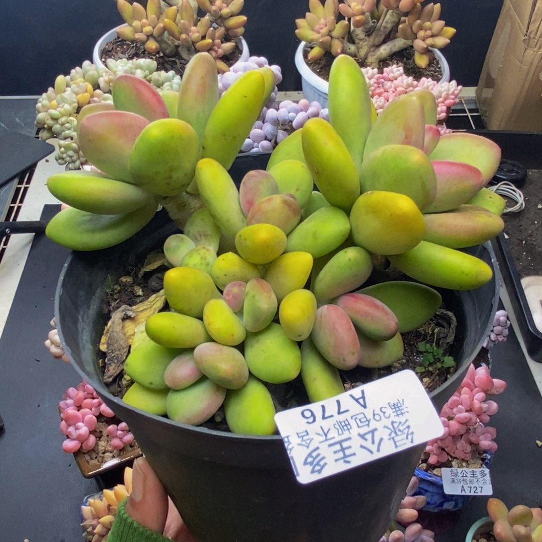 776芒果奶多肉11c m