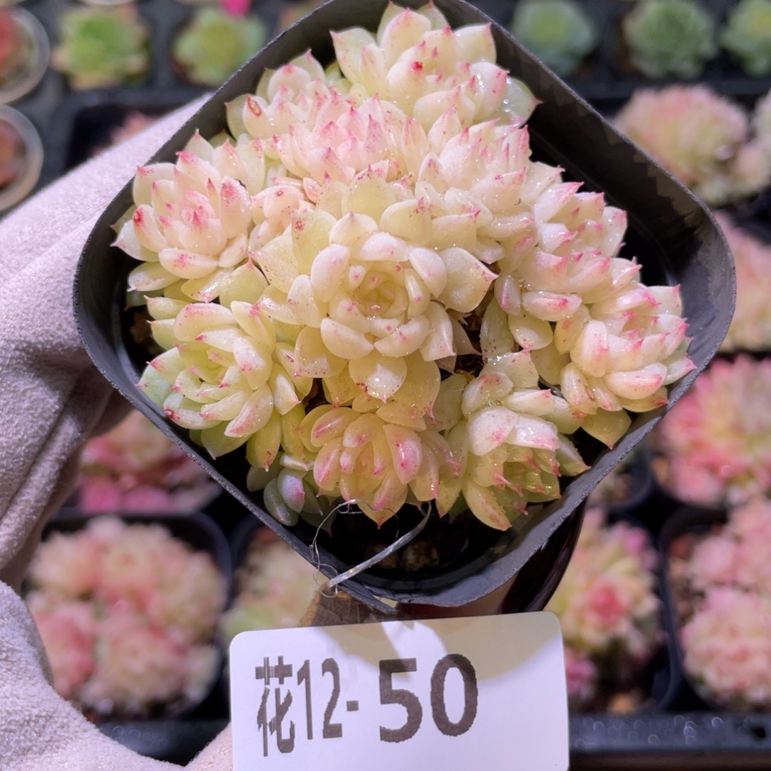 花利美12-50麦秆群
