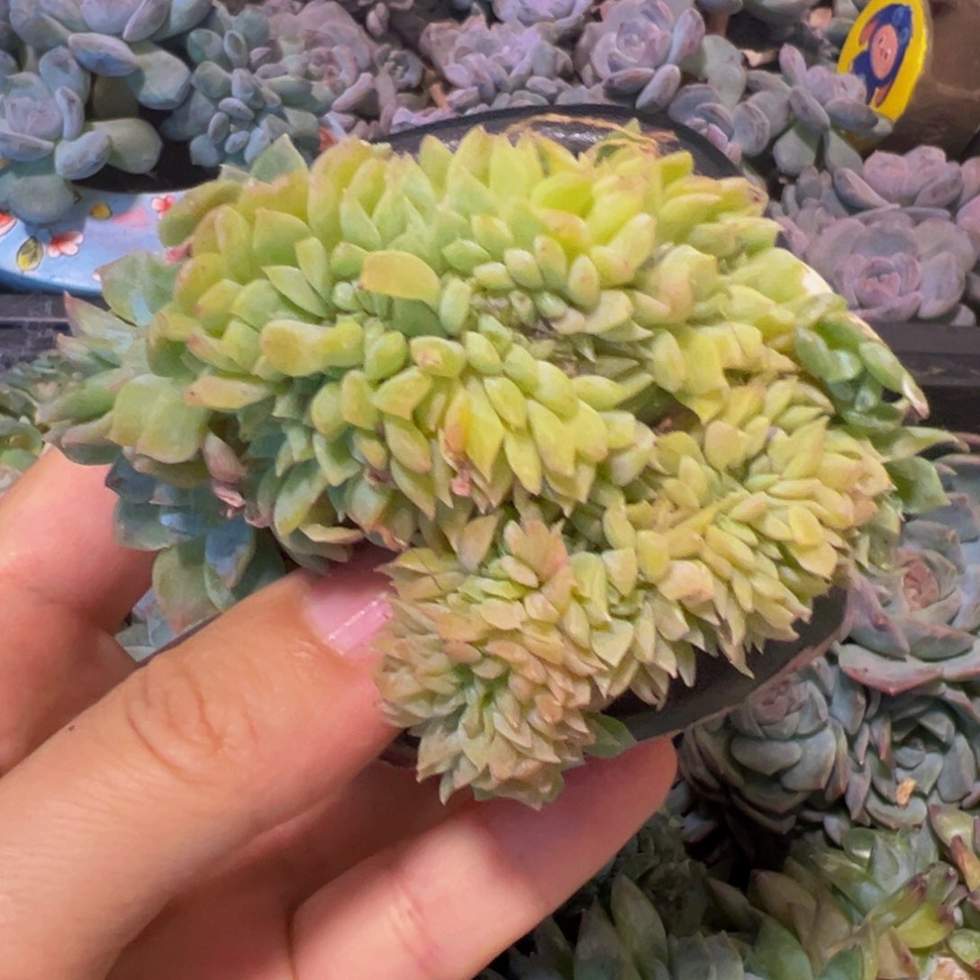 新年快乐 新年快乐 新年快乐