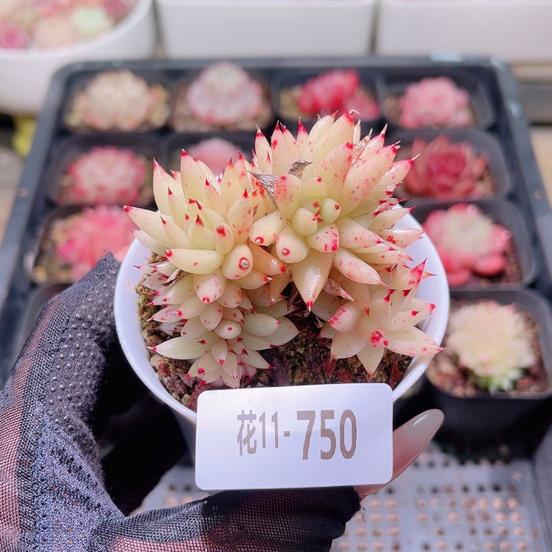 花利美11-750虎鲸