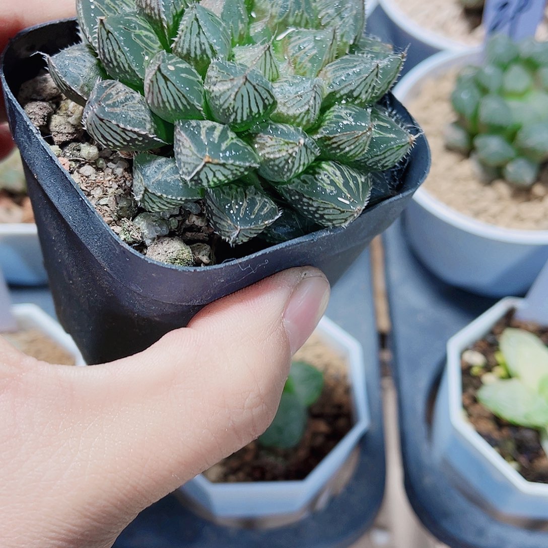 楼兰雨露新手好养