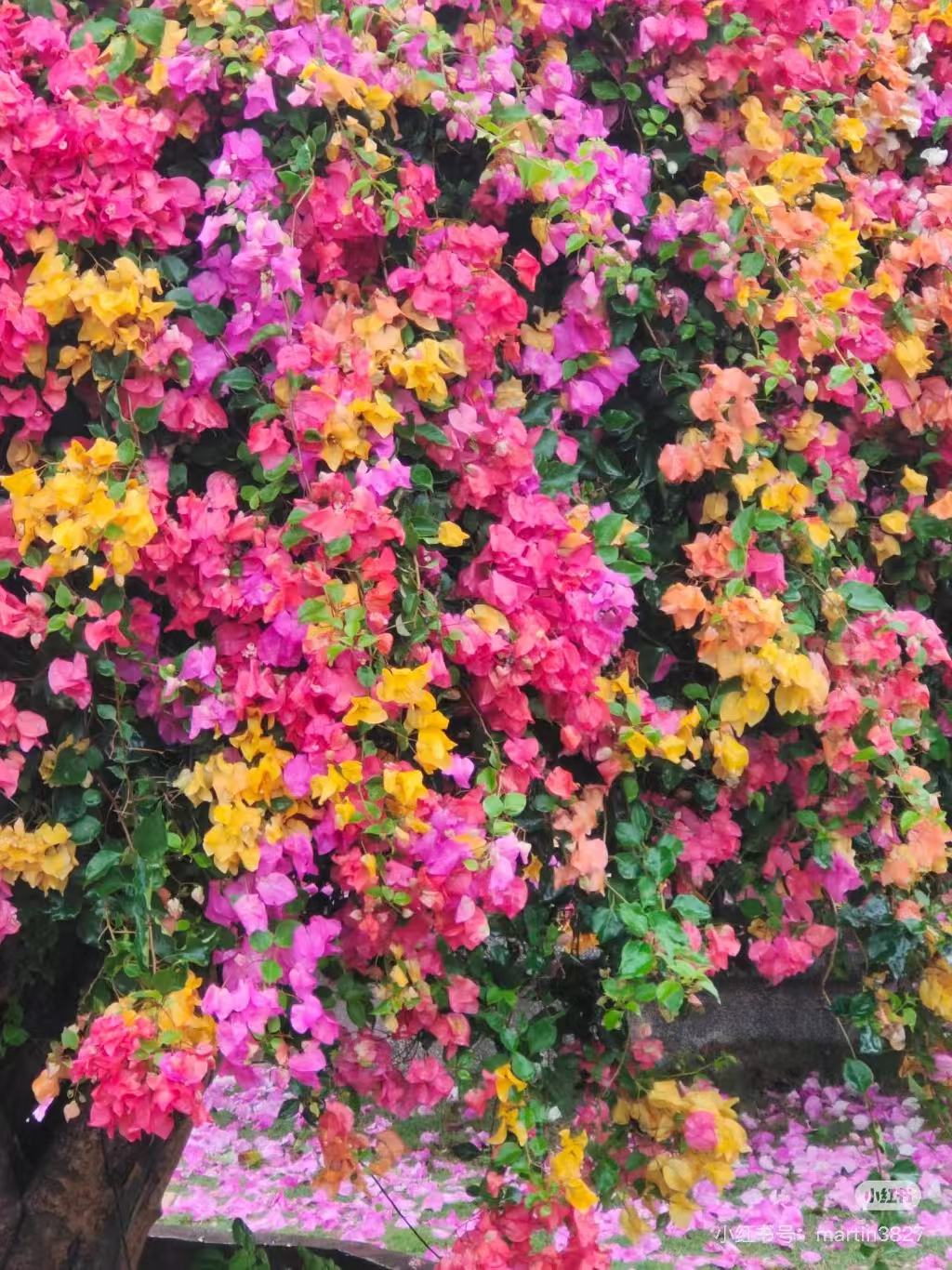 多色 三角梅   一物一拍   阳台庭院盆栽爬藤观赏