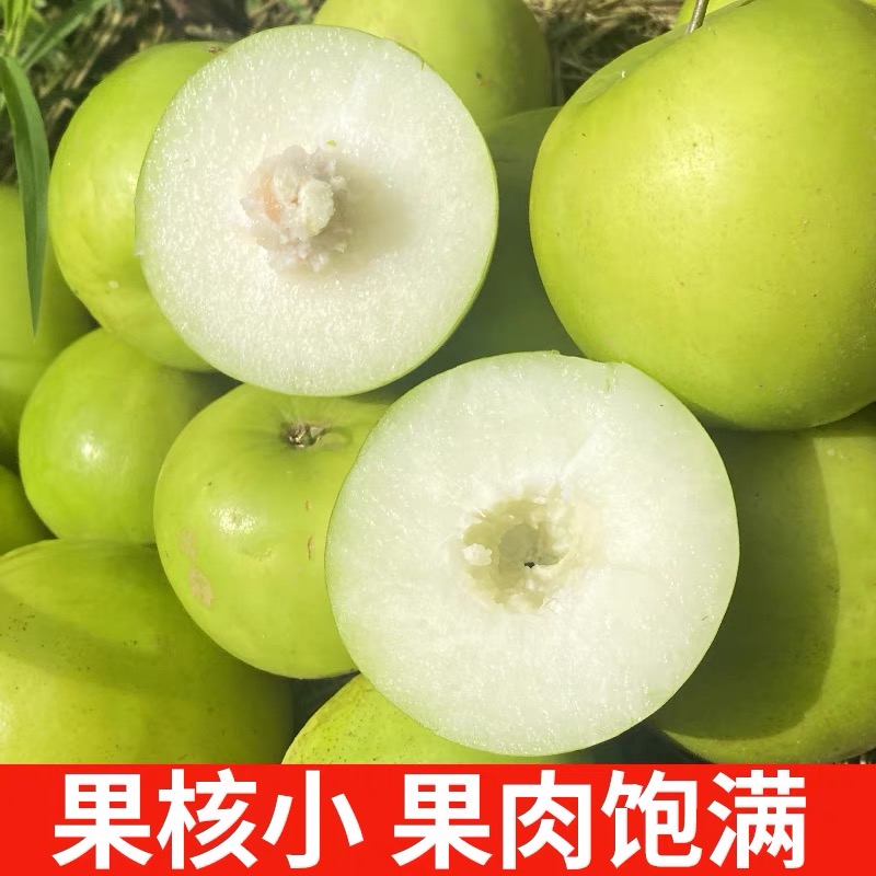 正宗云南西双版纳苹果枣