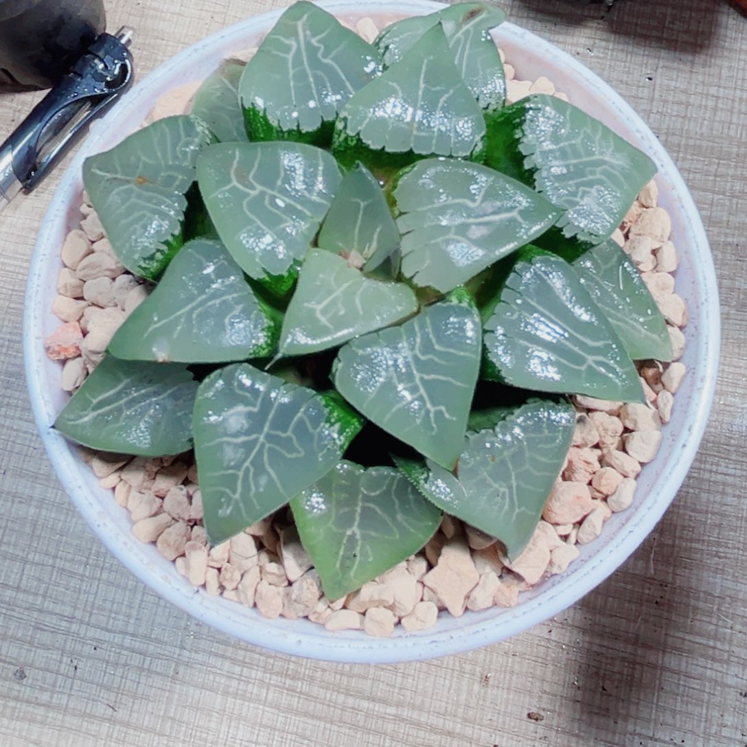 月影寿多肉植物6666