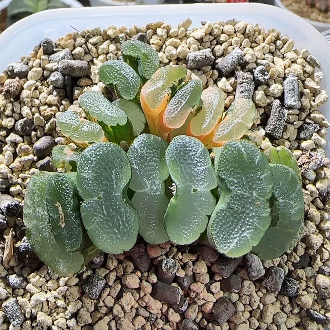 155号大久保透镜玉扇锦 6 厘米左右一物一拍带盆发货