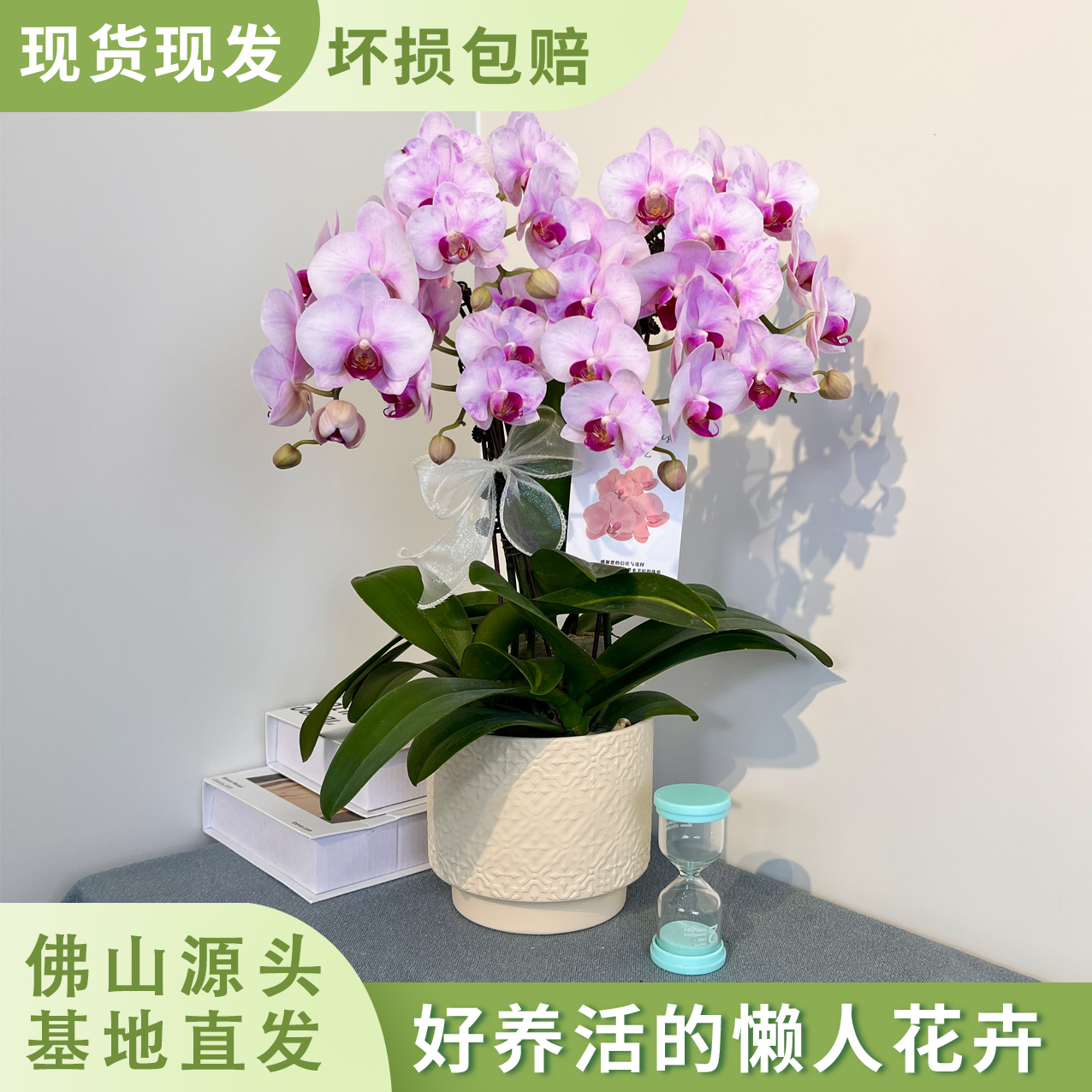 [杭州美女]精选蝴蝶兰 淡粉色系红舌头 室内鲜花绿植长花期 